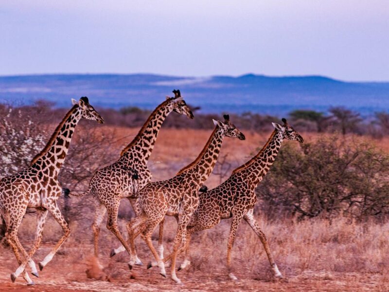Embark on a Safari of Opulence Unveiling the Allure of Ultra-Luxury Safari Experiences