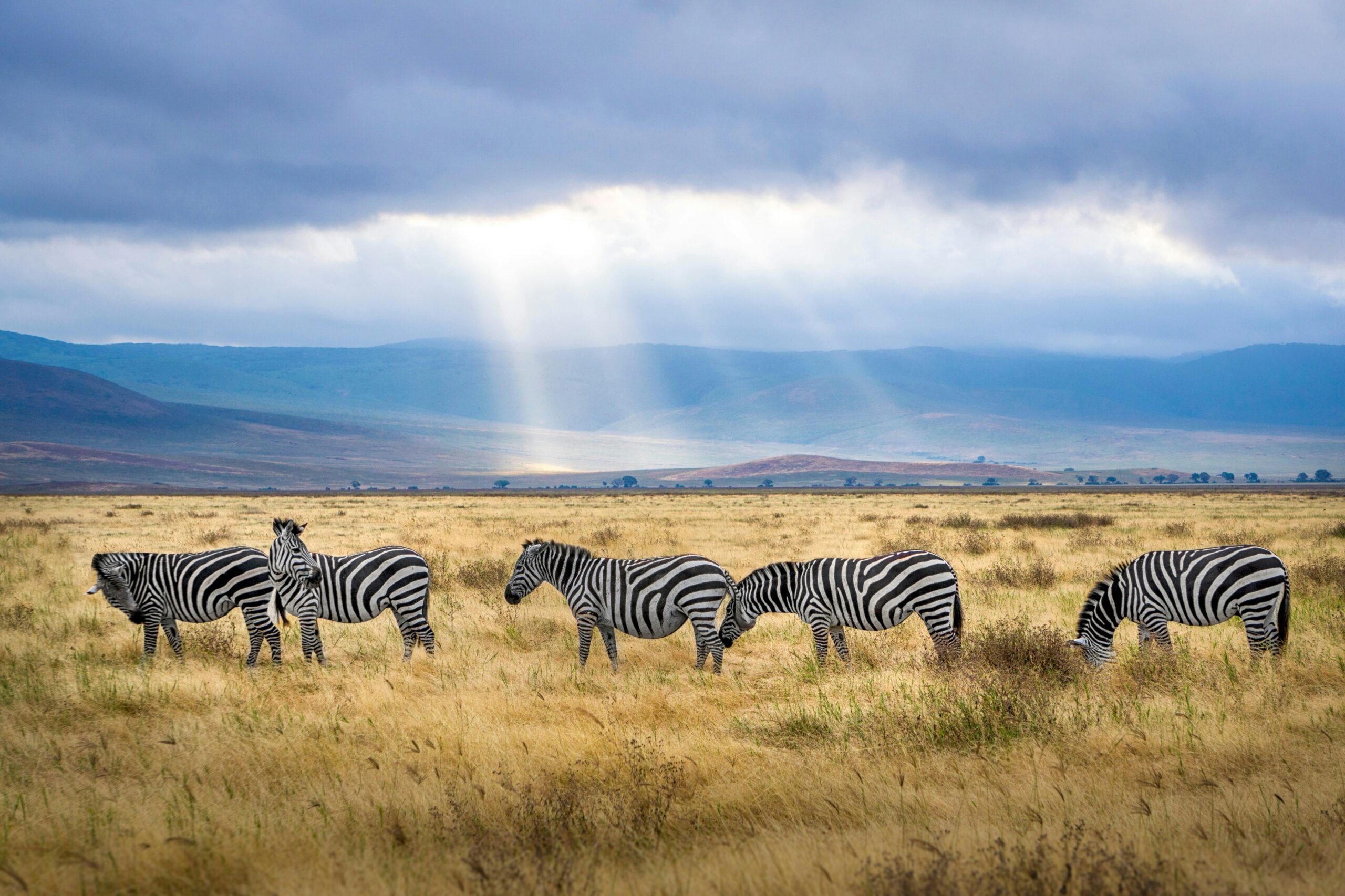 Embark on an Unforgettable Journey: Luxury Wildlife Safaris with Private Guides